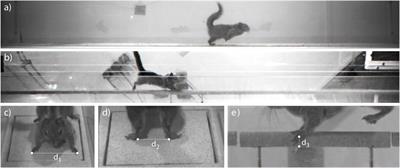 Mechanics of Arboreal Locomotion in Swinhoe’s Striped Squirrels: A Potential Model for Early Euarchontoglires